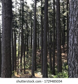 Forest And Hiking Trail In Constantia South Africa