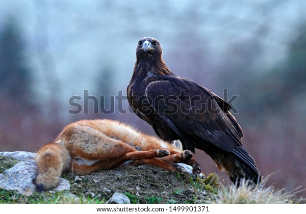 Forest Hunter Golden Eagle Feeding On Stock Photo Edit Now