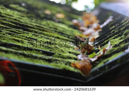 Forest Hut Roof with Moss and Fallen Autumn Leaves. Black Shingles Roof. Old Roof Slope. Green Moss. Autumn Weather