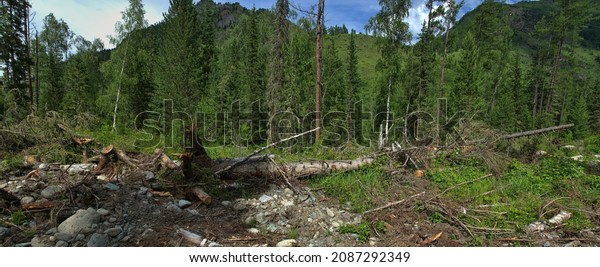 Forest industry. Loss of wood in logging.\
Forest soil destroyed by caterpillar technicians - soil damage and\
deforestation