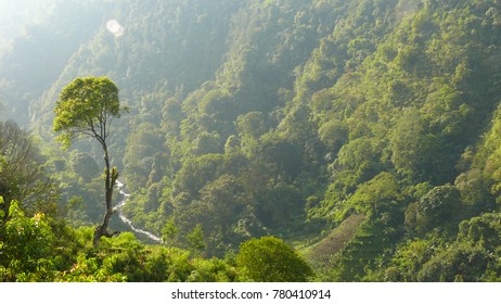 The forest inside the Mt. Semeru National park - Shutterstock ID 780410914