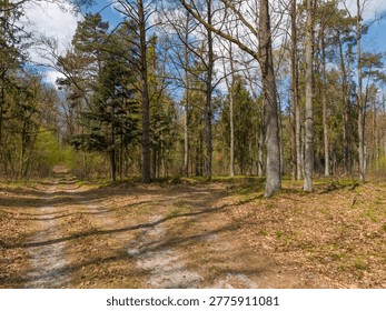Forest intersection of dirt roads between trees