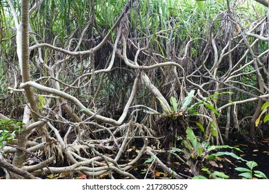 Forest Of Iriomote Island In A Muddle