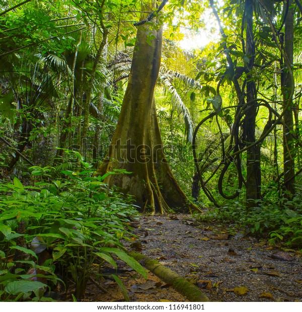 森 ジャングルの背景 緑の木 茂み 葉を持つ熱帯雨林 タイのアウトドアハイキングロード の写真素材 今すぐ編集