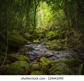 Forest. Jungle Tropic Rain Forest Photography. Scenic Nature Background 