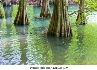 The Forest Of Kyushu University In Fukuoka Prefecture Of Japan. Trees Called 