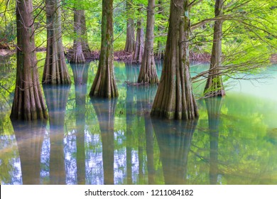 The Forest Of Kyushu University In Fukuoka Prefecture Of Japan. Trees Called 