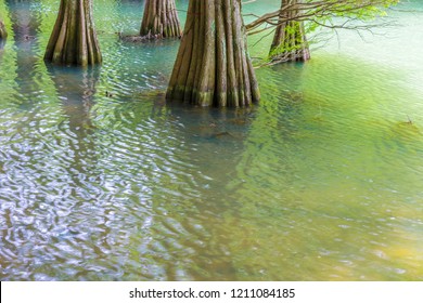 The Forest Of Kyushu University In Fukuoka Prefecture Of Japan. Trees Called 