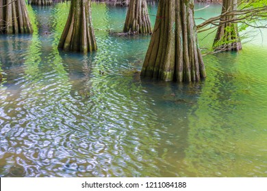 The Forest Of Kyushu University In Fukuoka Prefecture Of Japan. Trees Called 