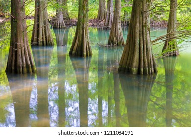 The Forest Of Kyushu University In Fukuoka Prefecture Of Japan. Trees Called 