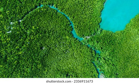 Forest lake landscape. Rainforest ecosystem and healthy environment concept and background, Texture of green tree forest view from above. National park. Green mangrove trees. - Powered by Shutterstock