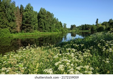 Forest Lake On The Edge Of The Forest