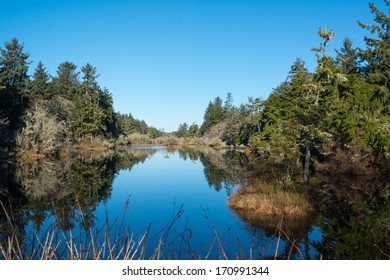 Forest Lake with Reflection