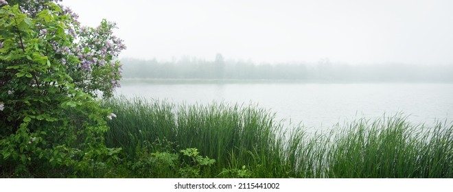 The forest lake in a thick white morning fog. Latvia. Emerald green grass close-up. Overcast weather. Atmospheric landscape. Eco tourism, environmental conservation - Powered by Shutterstock