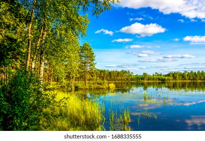 Forest Lake Trees In Spring Nature