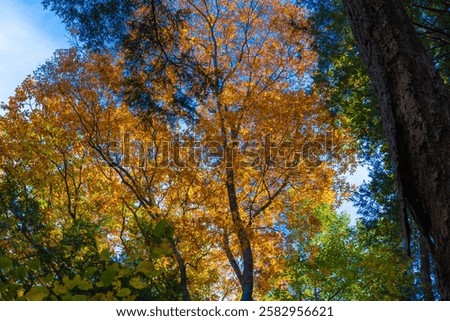 Forest landscae in the fall