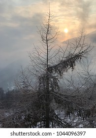 Méribel Forest Landscape