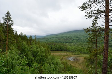 forest landscape