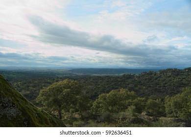 Forest landscape