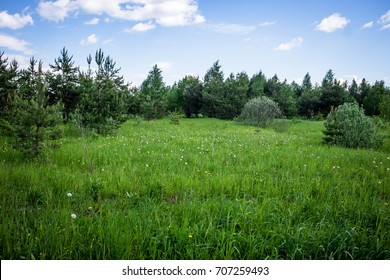 Forest landscape