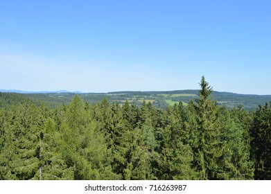 forest landscape
