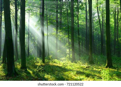 Forest landscape - Shutterstock ID 721120522