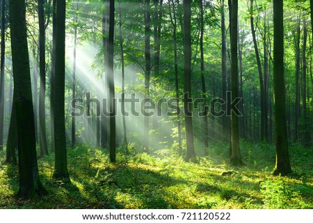 Forest landscape