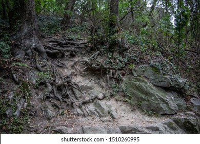 Forest And Landscape Around Frankenstein Castle