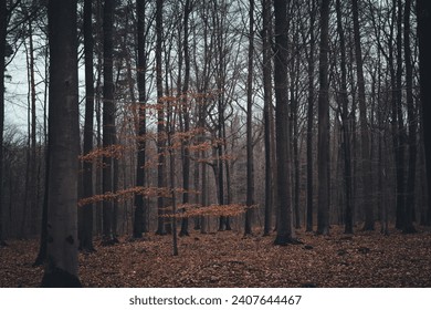Forest landscape in autumn, trees in the forest in a line growing, 