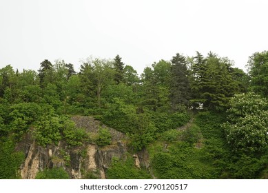 Forest landscape with dense tree coverage