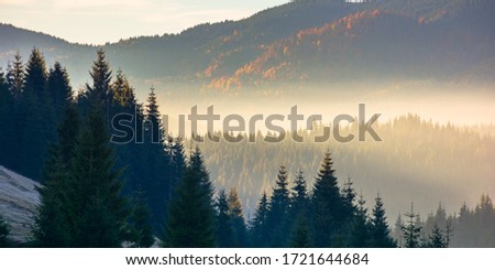 forest landscape in fog. mountain behind the glowing mist in valley. pine trees silhouettes on the hills in front of a sunny autumn scenery