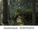 Forest landscape. Large boulder in the forest thicket. Moss-covered rock among trees. Spruce trunks. Traveling and hiking in the forest. Wild forest area.