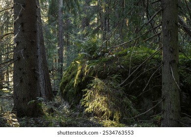 Forest landscape. Large boulder in the forest thicket. Moss-covered rock among trees. Spruce trunks. Traveling and hiking in the forest. Wild forest area.