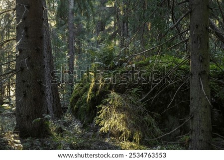 Forest landscape. Large boulder in the forest thicket. Moss-covered rock among trees. Spruce trunks. Traveling and hiking in the forest. Wild forest area.