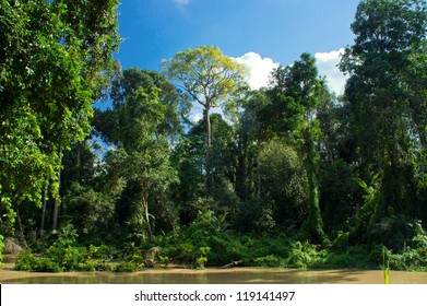 Forest Landscape At Malaysia, Asia