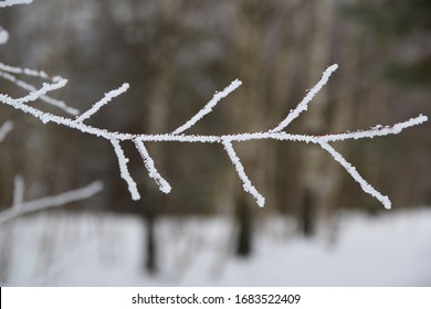 Forest landscape in the mountains. Trees, branches and ice formation details