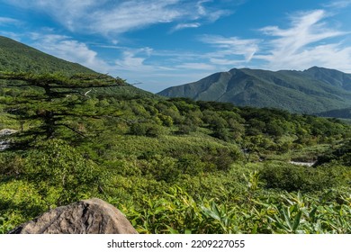 Forest Landscape On Iturup Island.