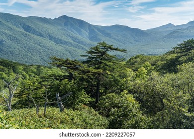 Forest Landscape On Iturup Island.