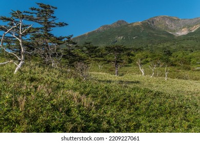 Forest Landscape On Iturup Island.