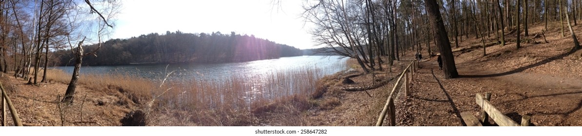 forest landscape - panoramic view