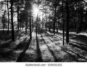 forest landscape, pine forest - Shutterstock ID 1196151151