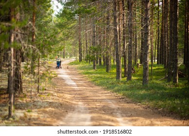 Forest landscape pine forest, selective focus