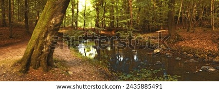 Forest, landscape and river in creek with trees, woods and natural environment in autumn with leaves or plants. Swamp, water and stream with growth, sustainability or ecology with sunlight in Denmark