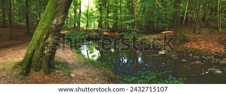 Forest, landscape and river in swamp with trees, woods and natural environment in autumn with leaves or plants. Creek, water and stream with growth, sustainability or ecology with sunlight in Denmark