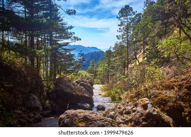 Forest Landscape, Sierra Madre Occidental In Durango Mexico