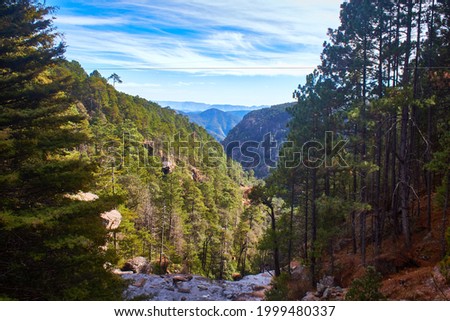 forest landscape  in sierra madre occidental, mexiquillo durango mexico