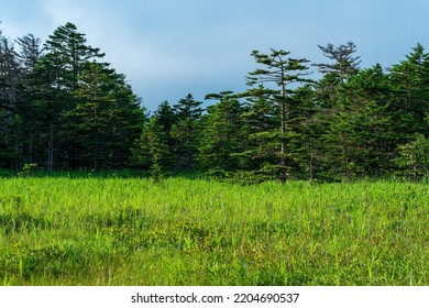 Forest Landscape Of The South Kuril Islands, The Edge Of The Seaside Forest In The Pacific Region