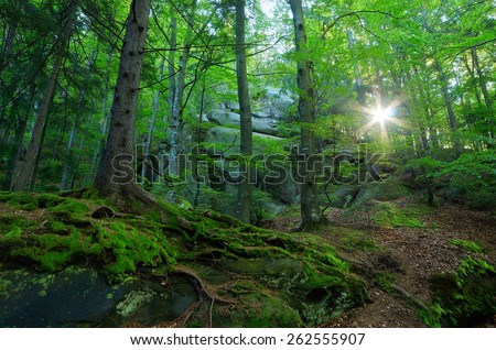 Forest landscape. Springtime. Sunlight in the branches of trees