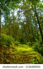 Forest Landscape. Wide Path In African Green Deciduous Forest With No People. Tall Green Trees Along The Edges Of The Path With Green Fresh Grass