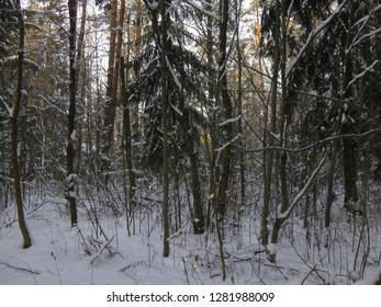 Forest landscape in winter
